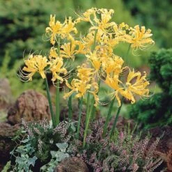 Lycoris Aurea