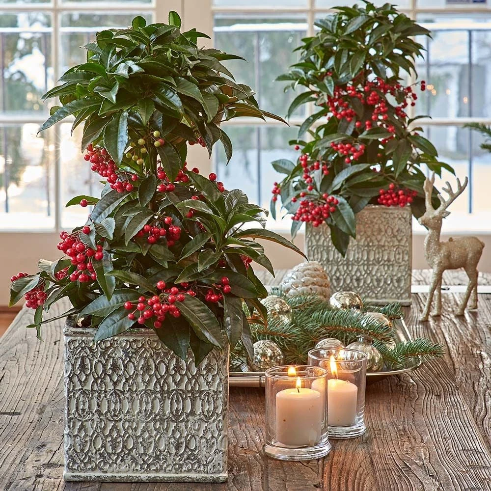 One Coralberry In Ceramic Cachepot