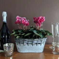 Cyclamen Fantasia® Deep Magenta, 2 Pots In Gray Metal Basket