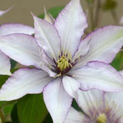 Clematis Samaritan Jo™ Boulevard®