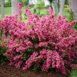 Weigela Sonic Bloom® Pink