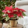 Poinsettia Tapestry In Gold-toned Ceramic Cachepot