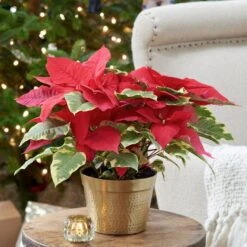Poinsettia Tapestry In Gold-toned Ceramic Cachepot