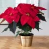 Poinsettia Christmas Wish™ In Gold-toned Ceramic Cachepot