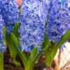 Hyacinthus Orientalis 'Aqua'