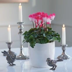 Cyclamen Indiaka® Salmon In White Ceramic Cachepot