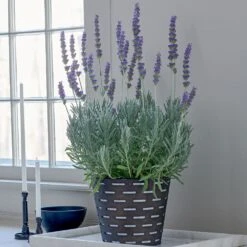 Lavender 'Goodwin Creek Grey' In Black Metal Cachepot