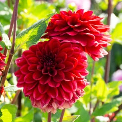 Dahlia 'Red Runner'