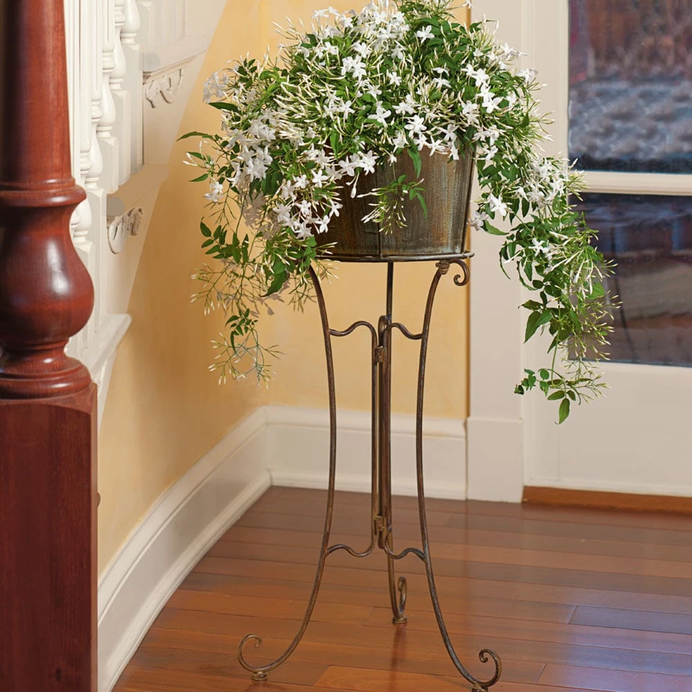 Jasmine In Filigree Plant Stand