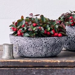 Wintergreen Dish Garden Kit In Chrysanthemum Bowl