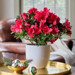 Red Azalea In White Ceramic Cachepot