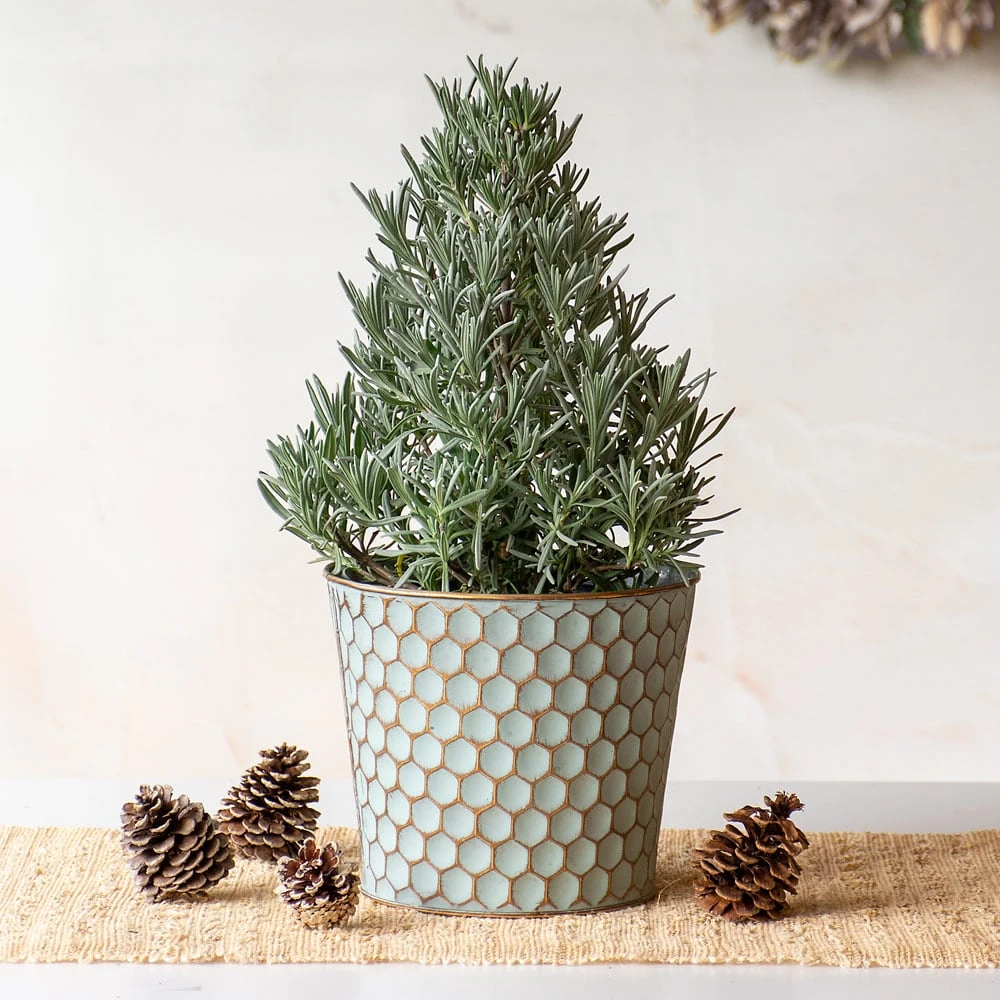 Lavender Tree In Honeycomb Metal Cachepot