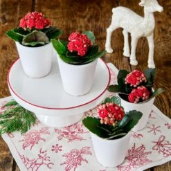 Red Kalanchoe Quartet In White Ceramic Cachepots