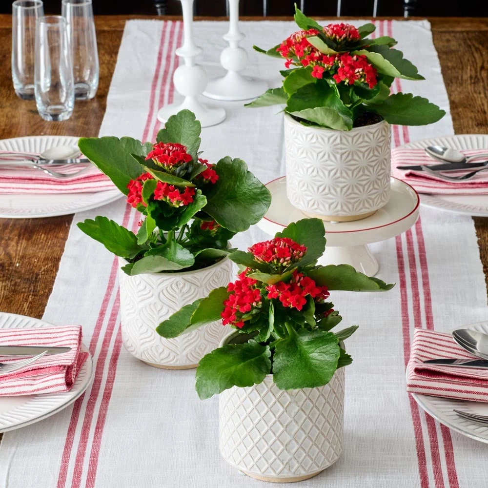 Red Kalanchoe Trio In Lokka Ceramic Pots
