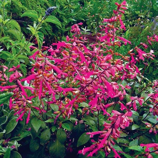 Salvia 'Wendy's Wish' - Image 2