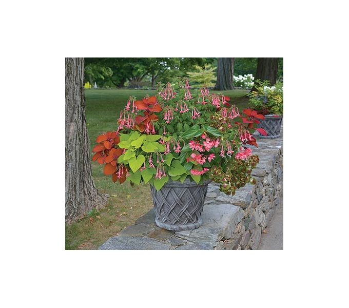 Hummingbird Annual Collection - Image 2