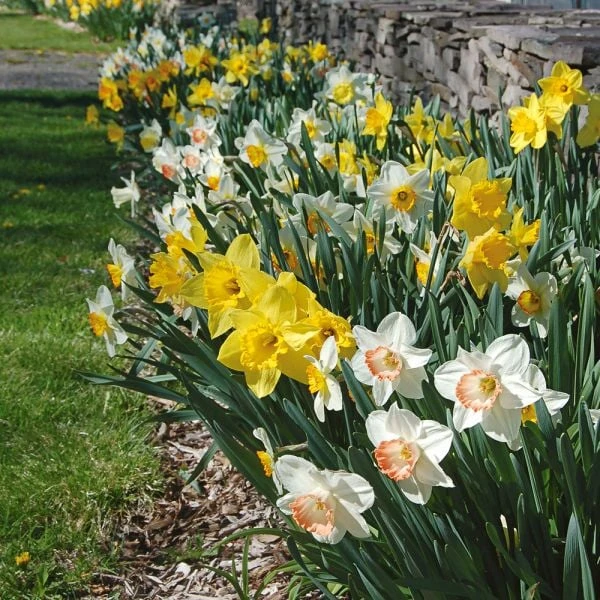 Collaboration For Part Shade For The South - Daffodils & Hosta - Image 3