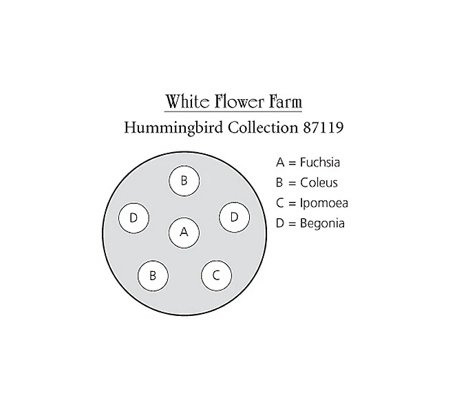 Hummingbird Annual Collection