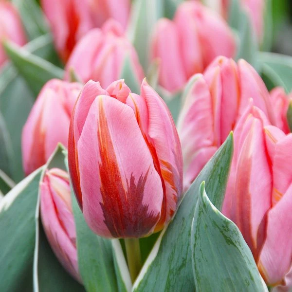 Tulip 'Pretty Princess'