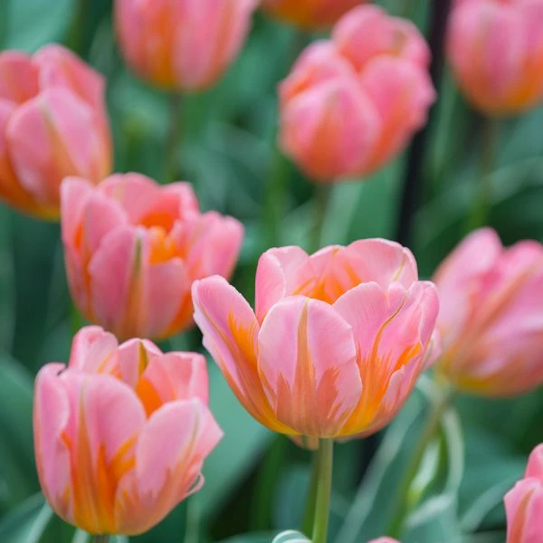 Tulip 'Pretty Princess' - Image 2