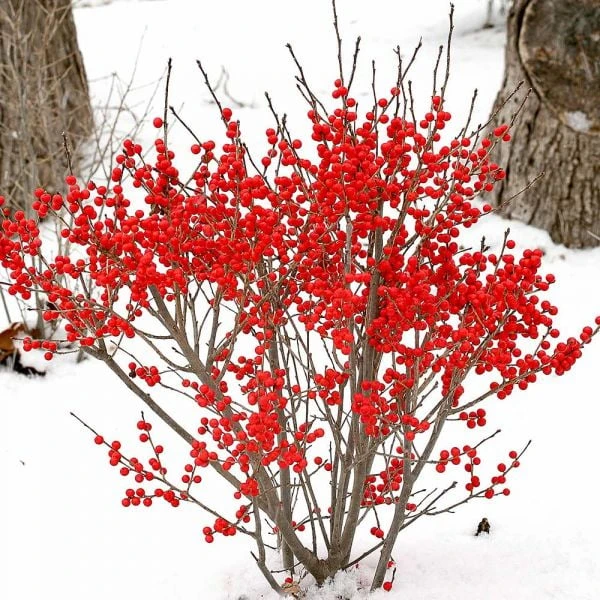 Ilex Verticillata Berry Poppins®