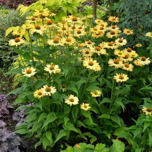 Echinacea Prairie Pillars™ 'Aloha' - Image 2