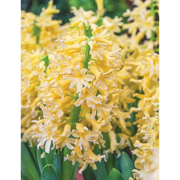 Hyacinthus Orientalis 'Yellowstone' - Image 3