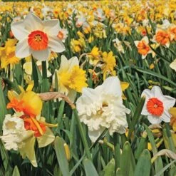 A Golden Legacy Narcissus Mix
