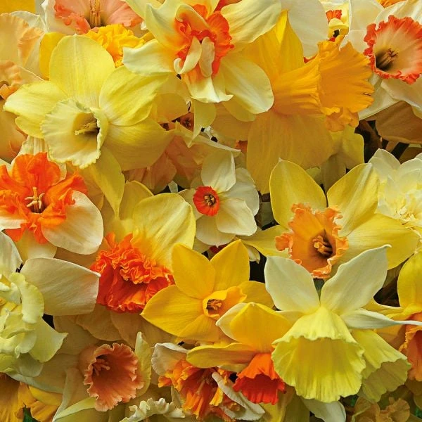 A Golden Legacy Narcissus Mix - Image 2