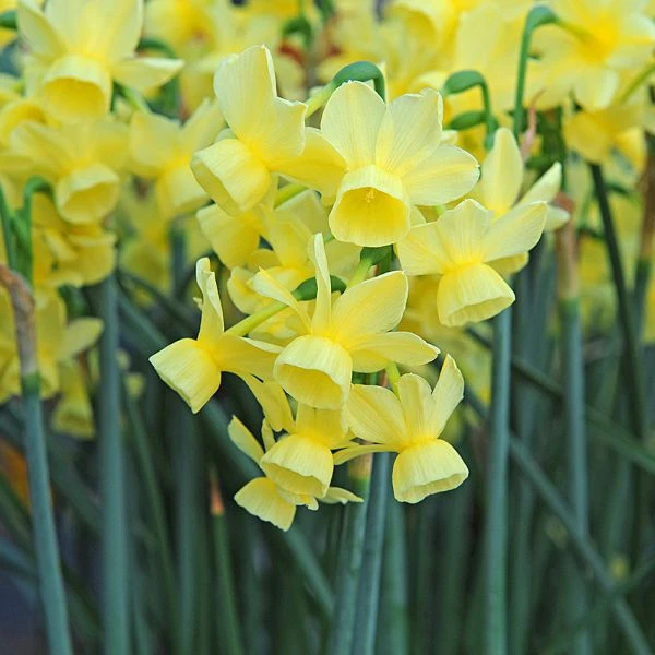 Award-winning Miniature Daffodils - Image 6