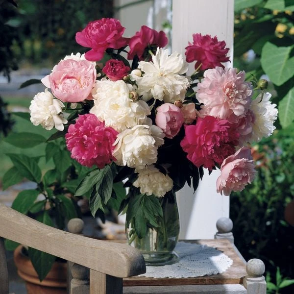 Old-Time Peony Collection - Image 4