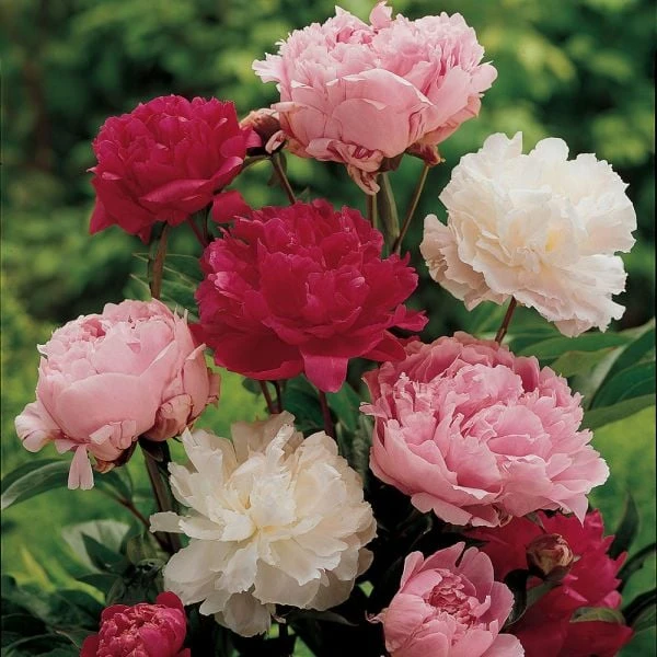 Old-Time Peony Collection - Image 5
