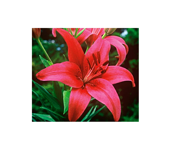 Bold Colors Asiatic Lily Mix - Image 2