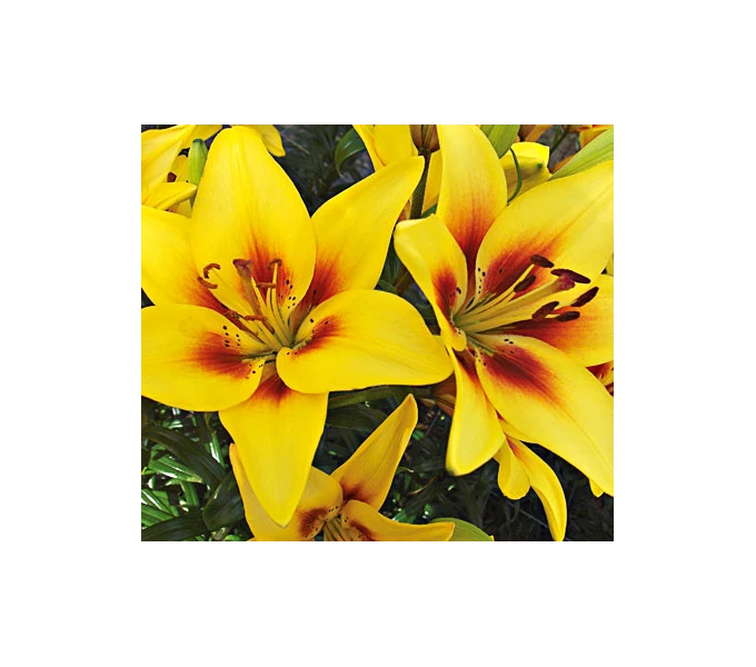 Bold Colors Asiatic Lily Mix - Image 3