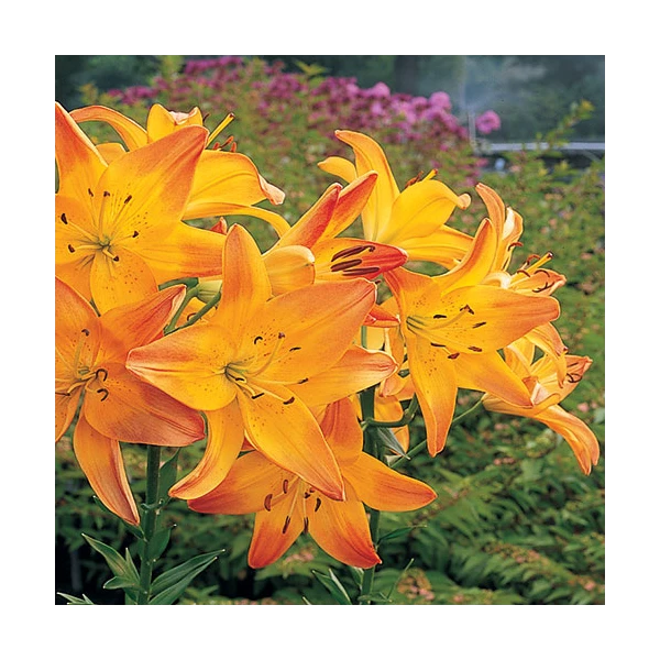Bold Colors Asiatic Lily Mix - Image 4