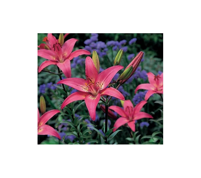 Bold Colors Asiatic Lily Mix - Image 5