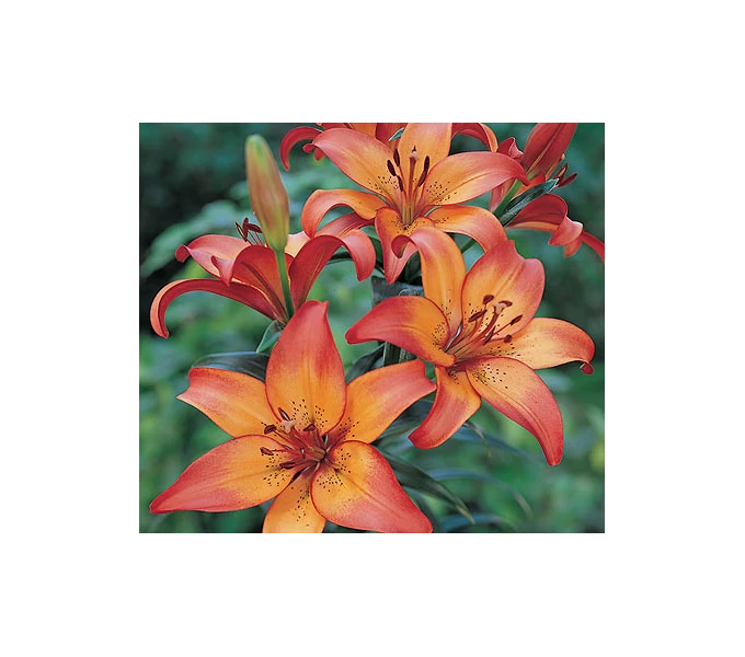 Bold Colors Asiatic Lily Mix - Image 6