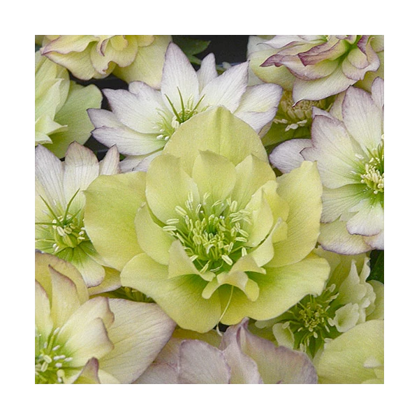 Helleborus Wedding Party® Mix - Image 6