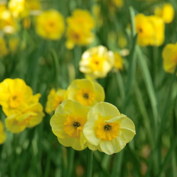 Award-winning Miniature Daffodils - Image 7