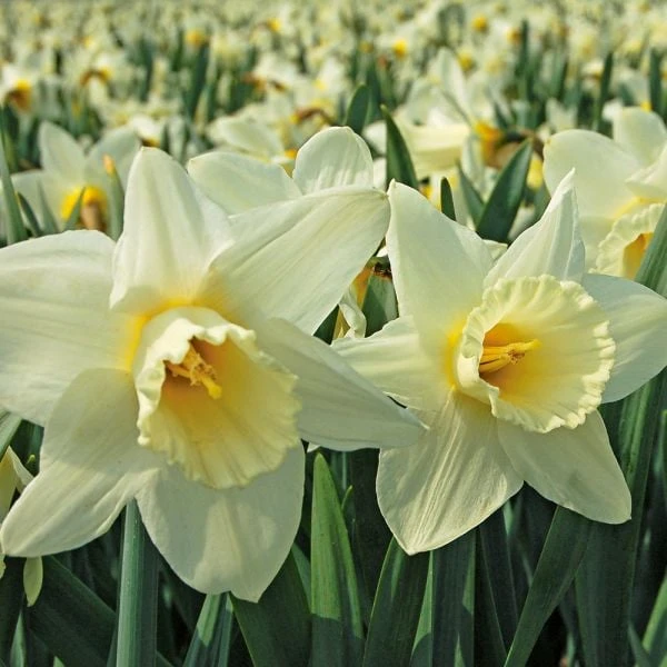 White Trumpet Solo Daffodil Mix - Image 6