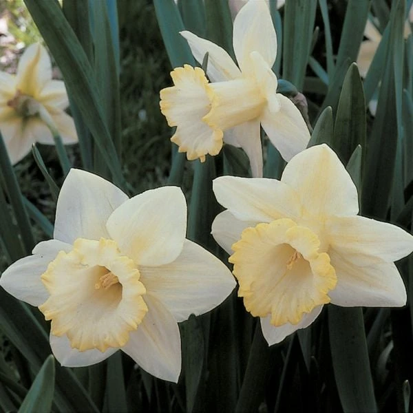 White Trumpet Solo Daffodil Mix - Image 2