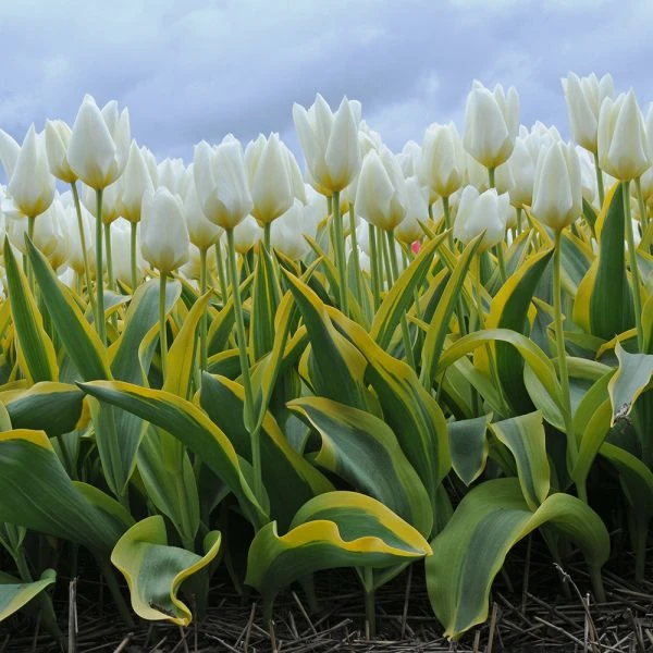 Tulip 'Purissima Blonde' - Image 2