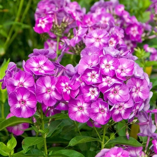 Long-Season Hummingbird Garden - Image 3