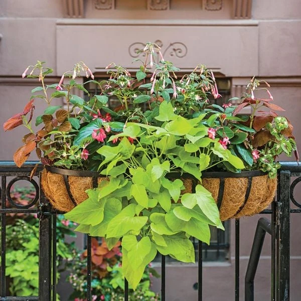 Hummingbird Annual Collection - Image 5