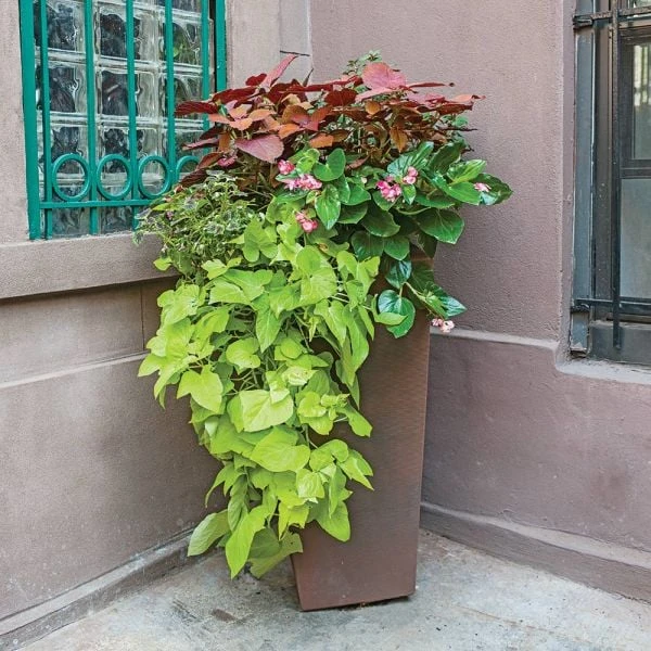 Hummingbird Annual Collection - Image 6