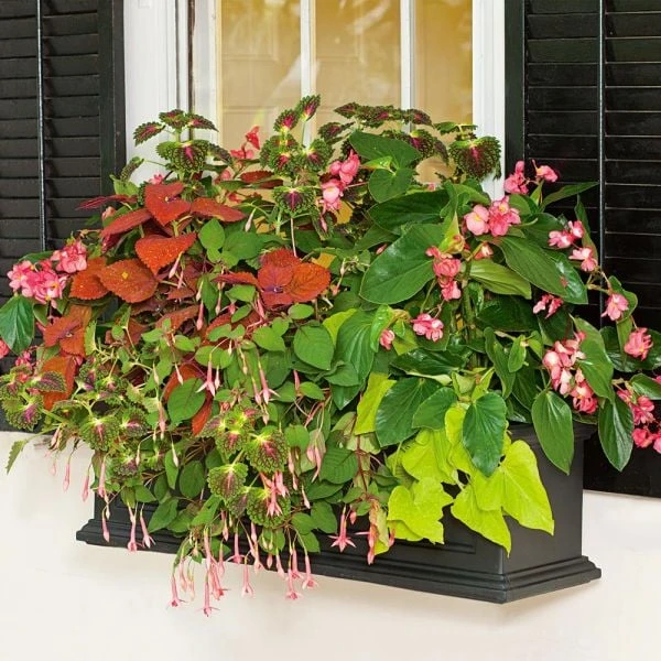 Hummingbird Annual Collection - Image 8