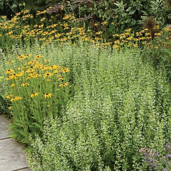 Calamintha Nepeta Subsp. Nepeta - Image 2