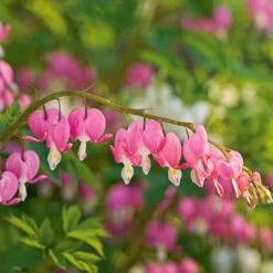 Dicentra Spectabilis