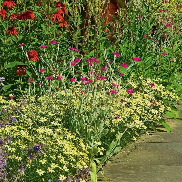 Coreopsis Verticillata 'Moonbeam' - Image 3