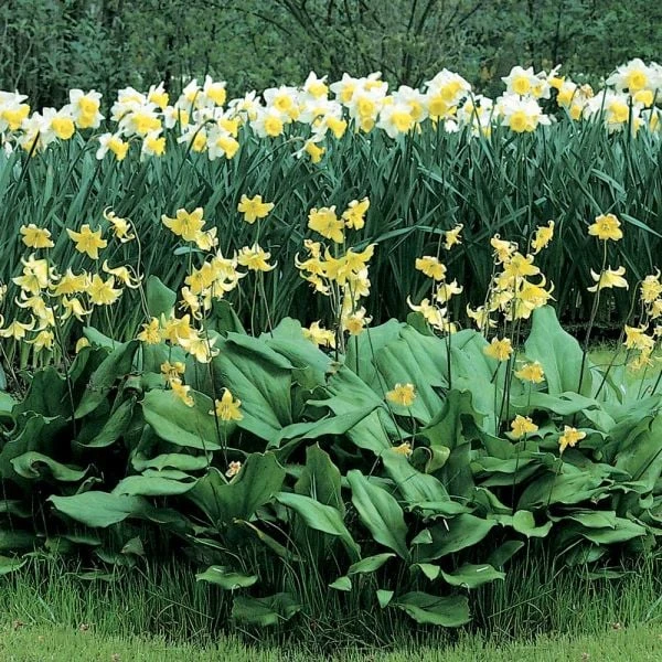 Erythronium 'Pagoda' - Image 4